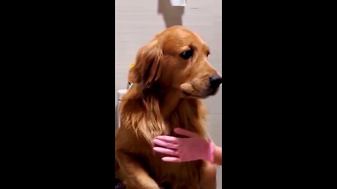 dog No one can speak in front of mother.😂😍