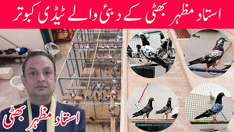 Teddy Pigeons From Dubai By Ustad Mazhar Bhatti Watch In HD Urdu/Hindi