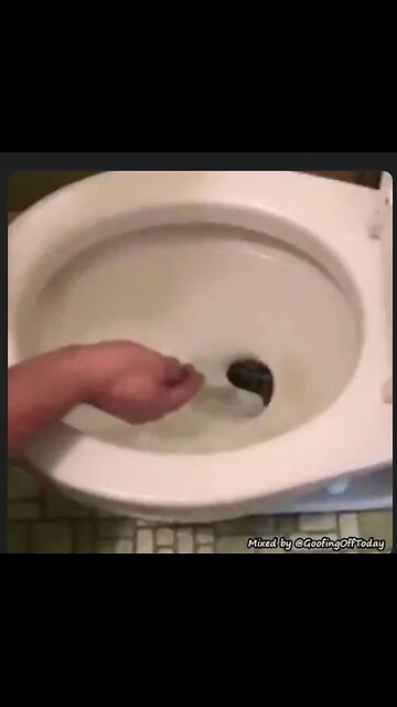 Not only should you 'Look before you leap'...you better look before you sit down!🚽🐍😳