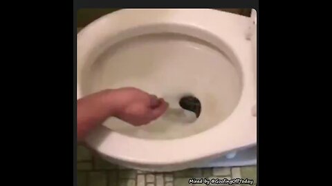 Not only should you 'Look before you leap'...you better look before you sit down!🚽🐍😳