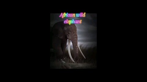 African wild elephant