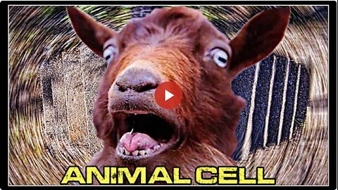 Sheep and other animals are walking in circles worldwide - what does it mean?