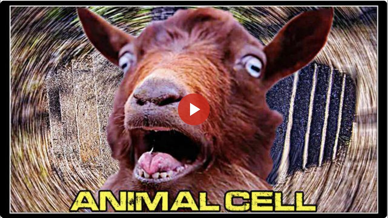 Sheep and other animals are walking in circles worldwide - what does it mean?