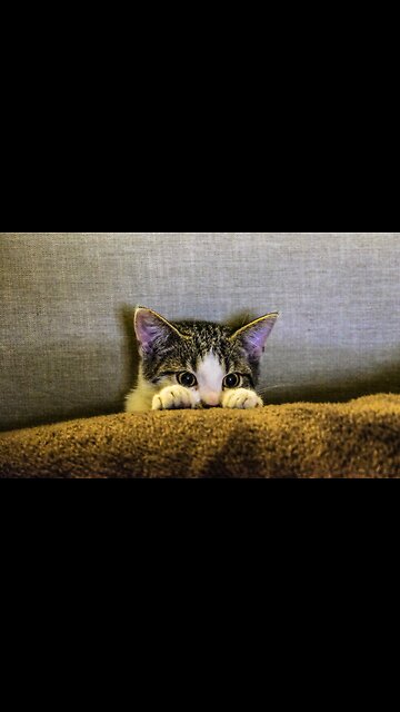 Adorable felines reacting in slow-motion shock when their owners creep up