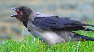Juvenile Hooded Crow Calls for Food
