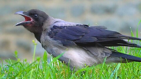Juvenile Hooded Crow Calls for Food