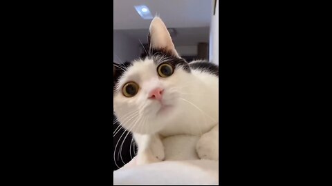 "This Cat’s Reaction Will Leave You Crying with Laughter! 🤣🐱"