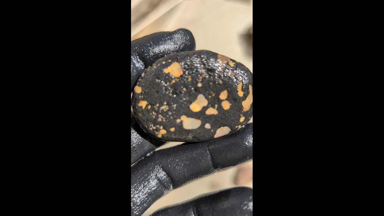 Conglomerate with Shell Chips!