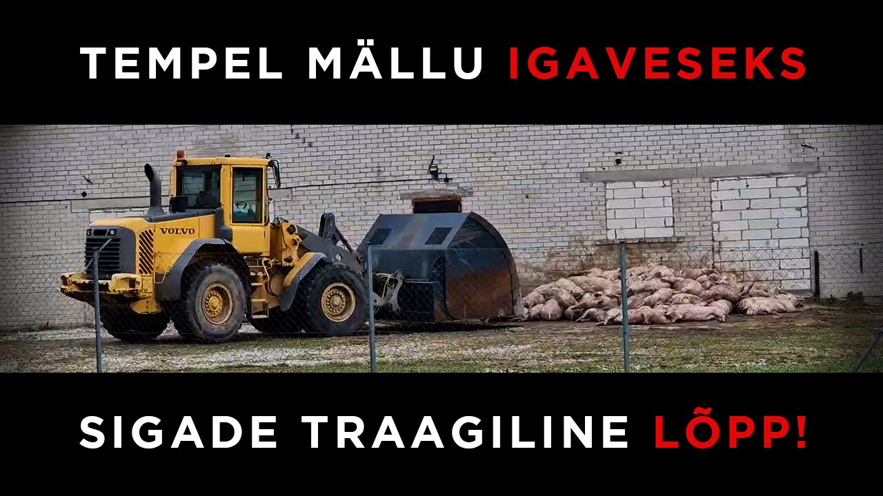 ÕÕVASTAV VIDEO: Tempel mällu igaveseks - sigade traagiline lõpp!