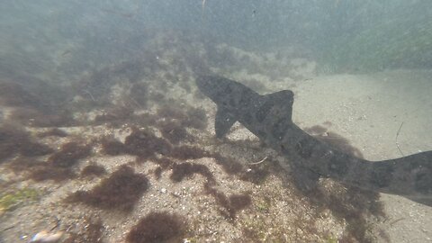 Underwater 4K Bird Rock Cove #shark #fish #underwater San Diego California
