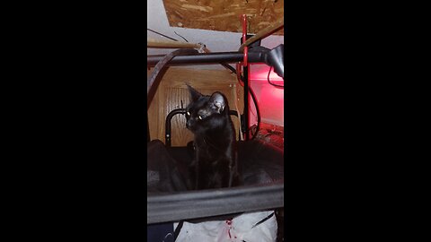 World's Best Cat
