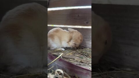 Little milk rabbit eats from hand, cute pet rabbit, little cute pet in countryside