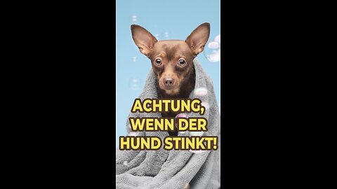 Achtung, wenn der Hund stinkt!
