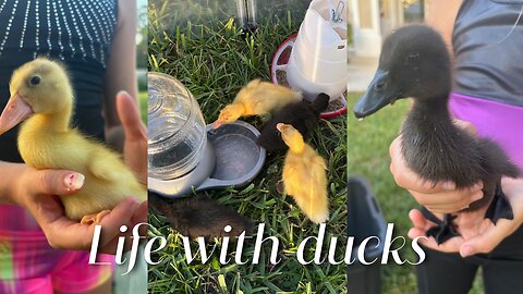 WEEK 1 with ducks | Journey of getting ducks for the 1st time