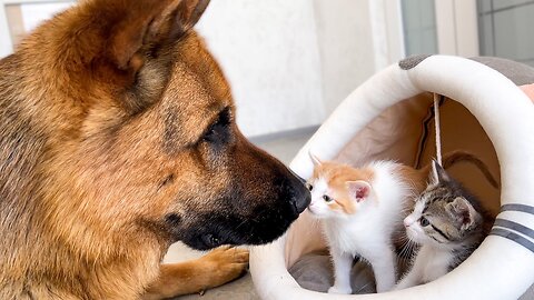 Gentle German Shepherd Plays with Baby Kittens