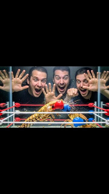 STILL UNDISPUTED 🥊