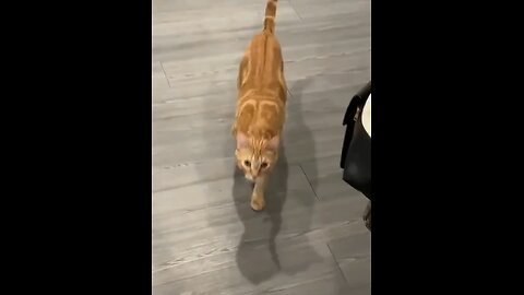 Adorable Pets get annoyed