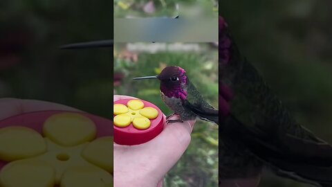 The hummingbird got mixed up in the web and the guy saved her