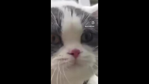 “Auto-Tuned Cats Drop the Hottest Meow Mix of the Year 🔥😹”