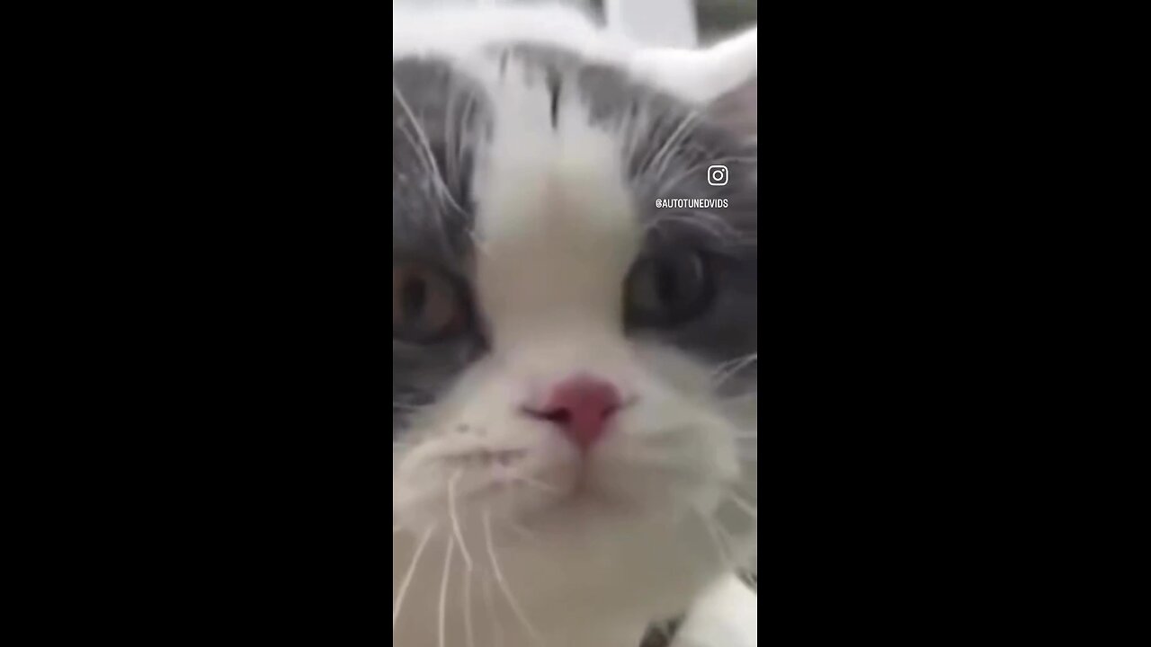 “Auto-Tuned Cats Drop the Hottest Meow Mix of the Year 🔥😹”