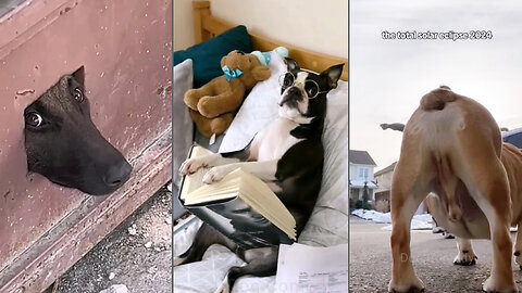 Dogs Think They Are Smarter Than You