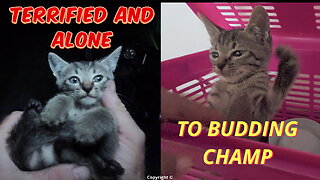 Terrified 2 month old kitten dumped ALONE ... he was only caught 36 hours later...