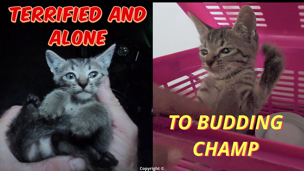 Terrified 2 month old kitten dumped ALONE ... he was only caught 36 hours later...
