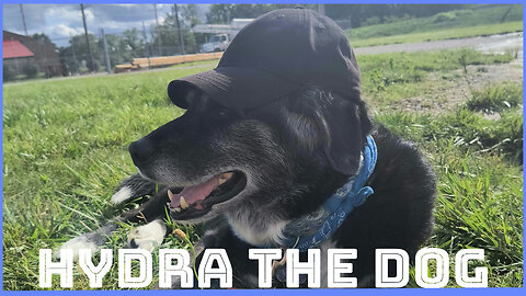 Hydra the Dog 04