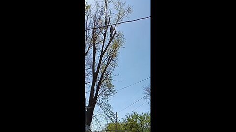 He Cuts the Tree… and It Plants Itself?! 😲🌳”