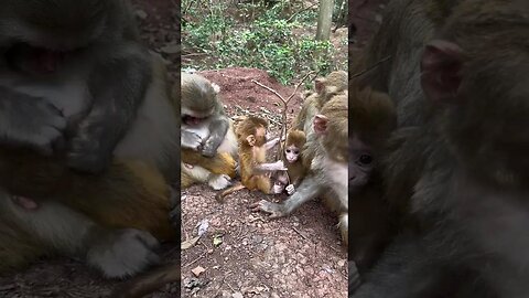 Don't hold the wrong baby monkey