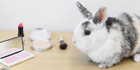 Animal testing – vicious or beneficial