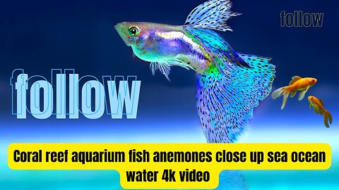 Coral reef aquarium fish anemones close up sea ocean water 4k video