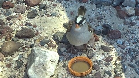 Thirsty Bird In The Desert Asks Me For Water - You Won't Believe What It Did Next!