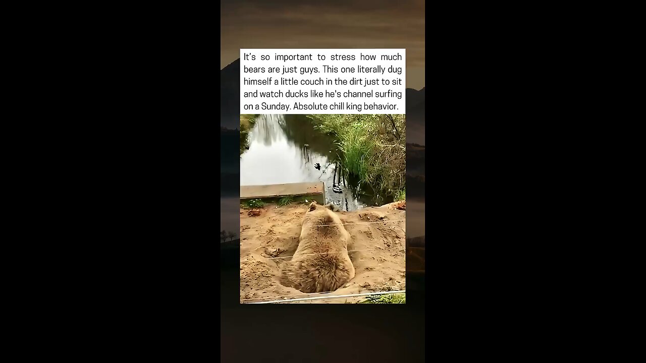 This Bear Digs Couch To Watch Ducks