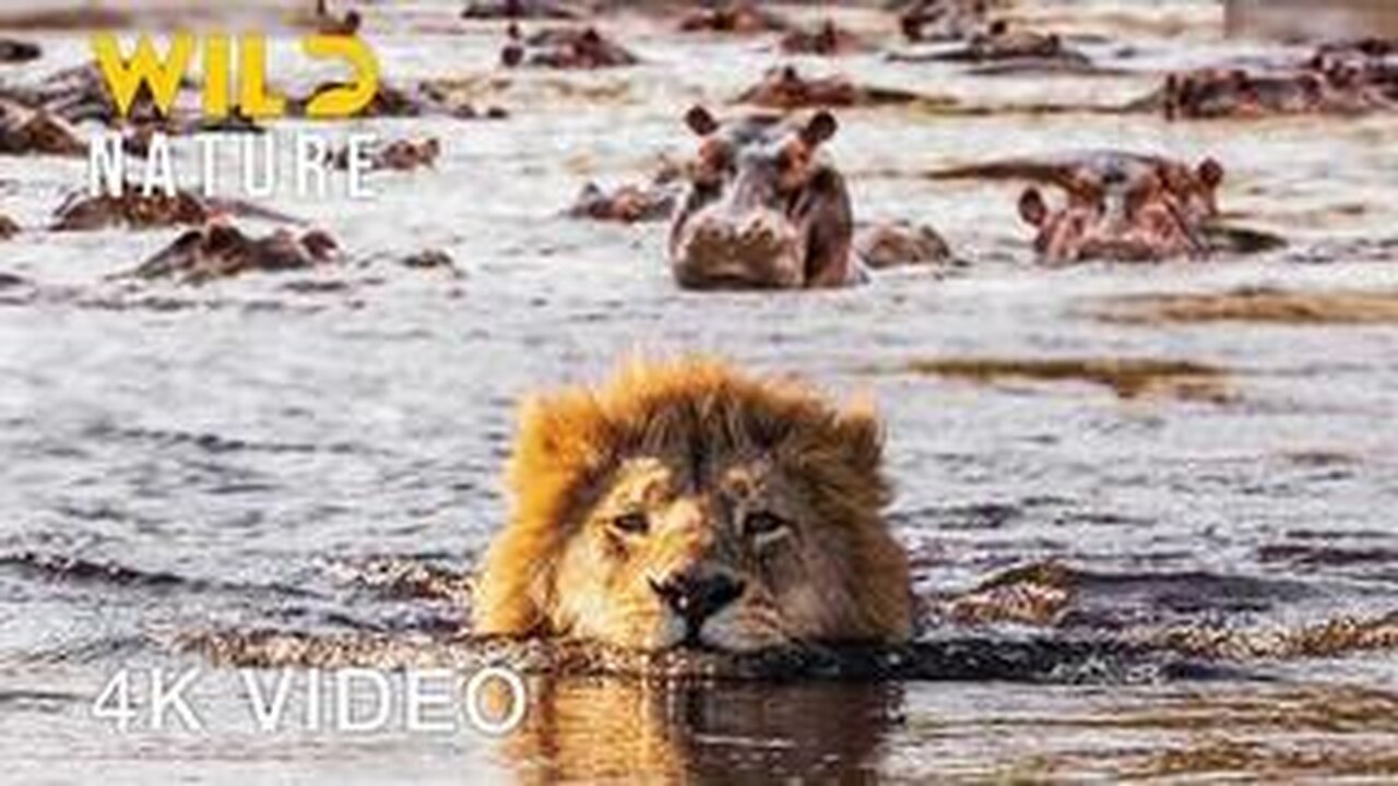 THE NILE RIVER - Documentary
