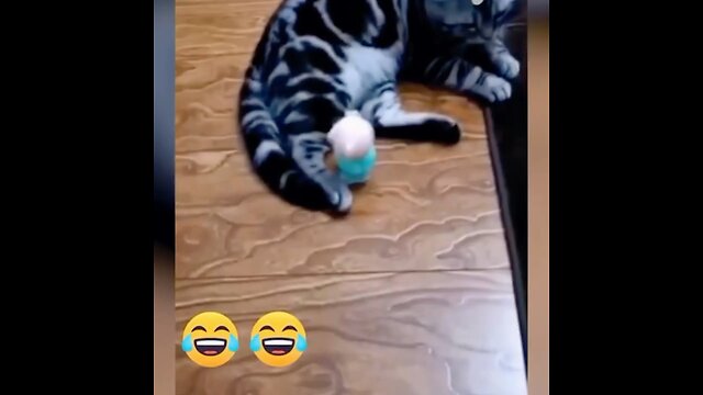 funny animal