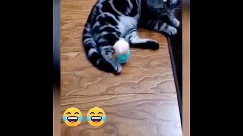 funny animal