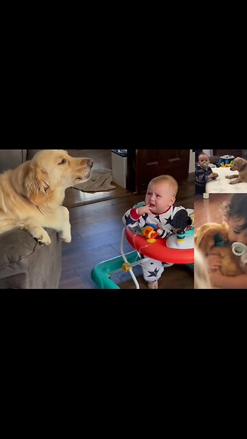 DOGS. BABY VERY GOOD