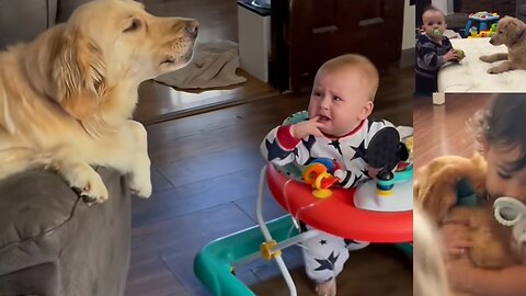 DOGS. BABY VERY GOOD