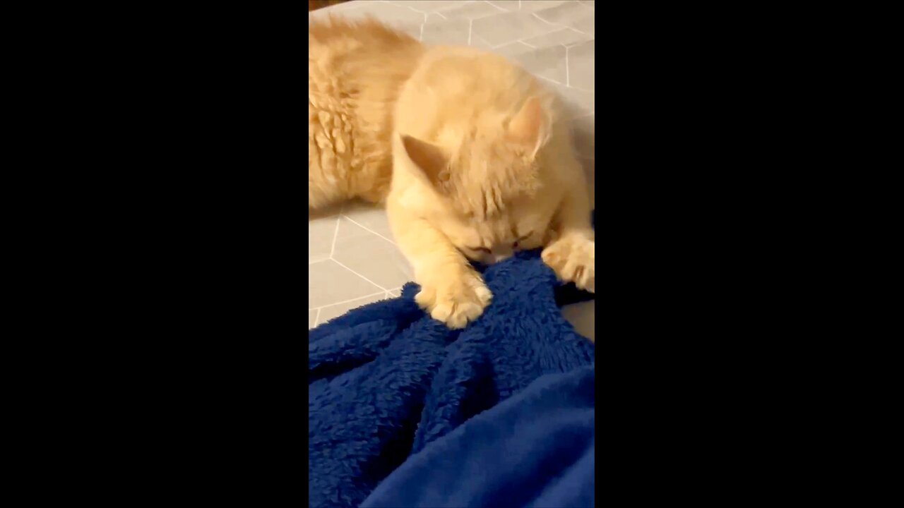 cat's natural behavior