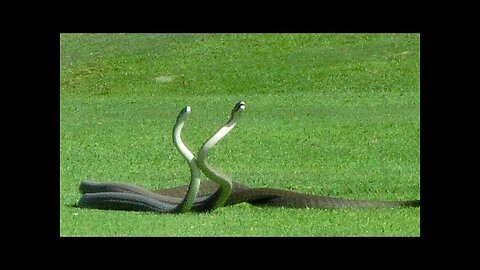 2 Black Mamba Snakes Fighting on Golf Course