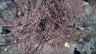 Brush