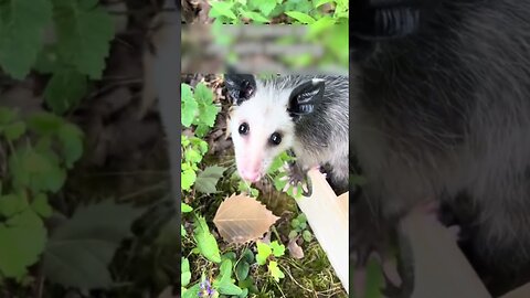 The dog brought a possum on his back because he thought it was his mom