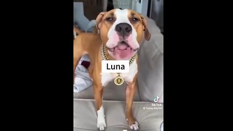 DOGS 🐕 RESPONDING TO HUMANS