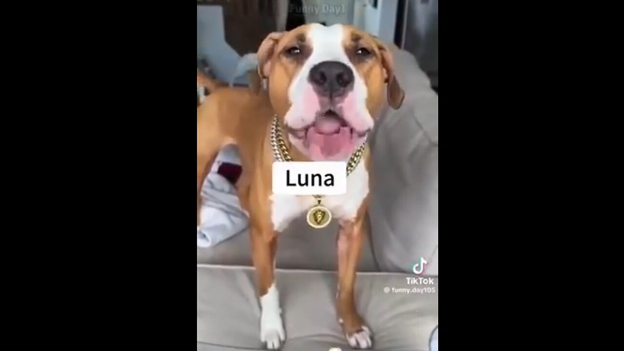 DOGS 🐕 RESPONDING TO HUMANS