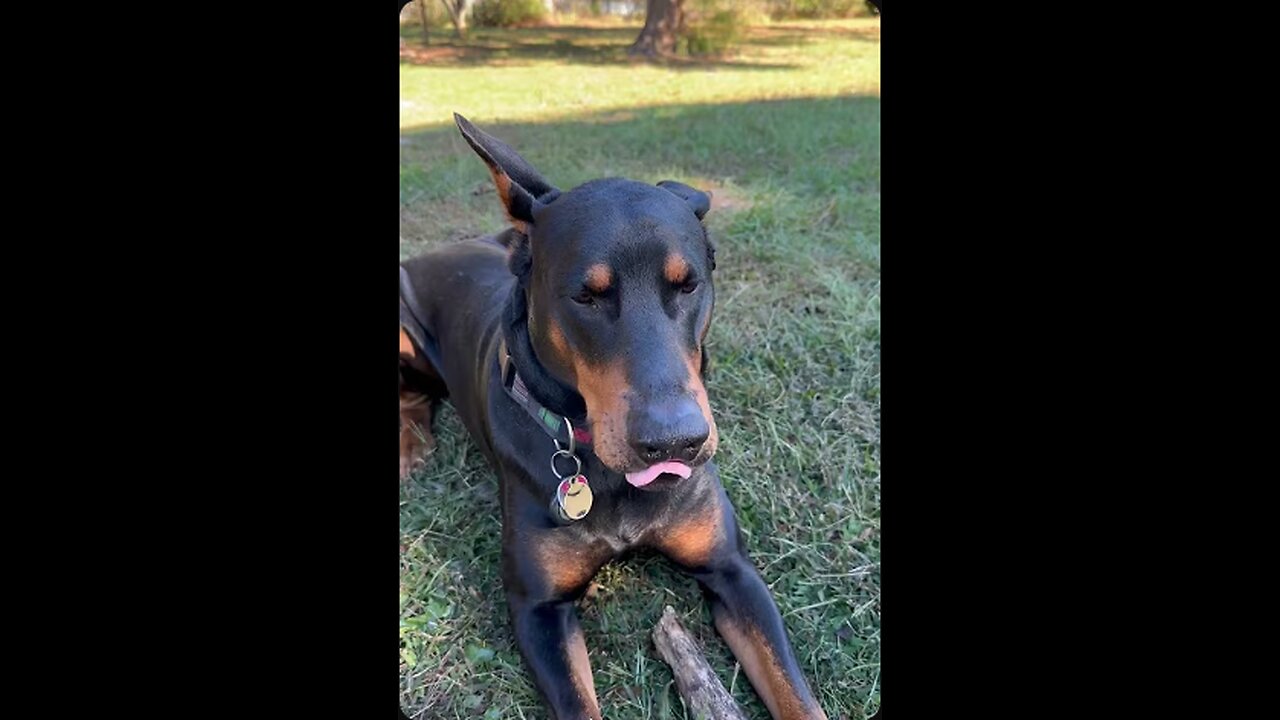 Doberman Reacts to Dad Joke #7: Hippo vs Zippo 🦛🔥 | Vader’s Zero Reaction! 🤣