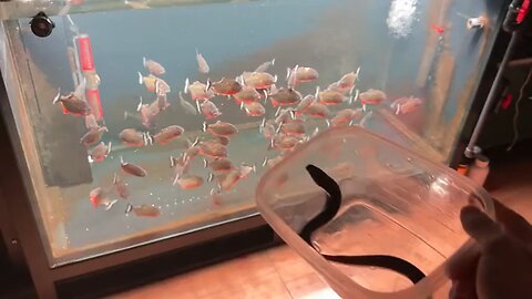 Ah Quan plays with fierce fish, piranha and piranha
