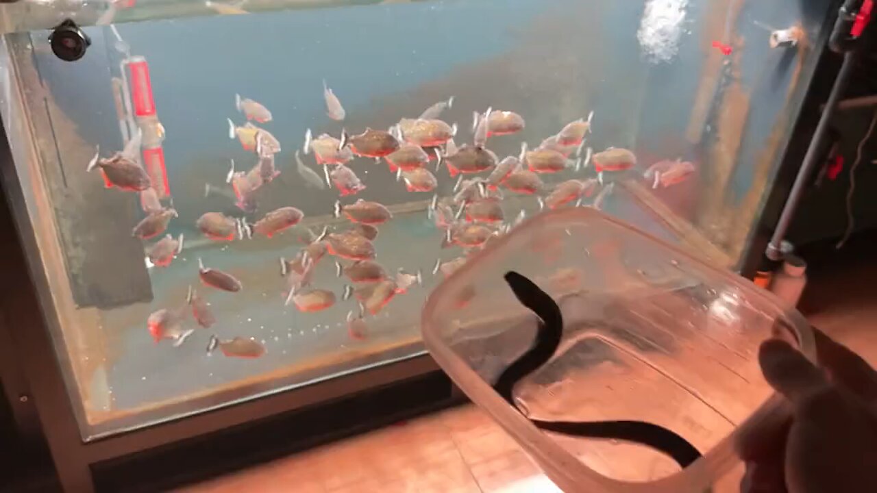 Ah Quan plays with fierce fish, piranha and piranha