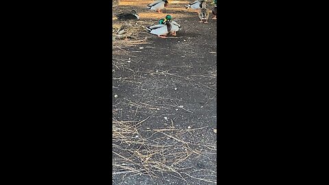 Mallard Ducks 🦆 #mallardducks #ducks #duck #followme #shorts #viral #trending