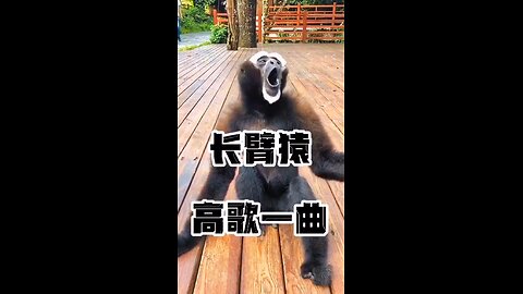 A Monkey Crying